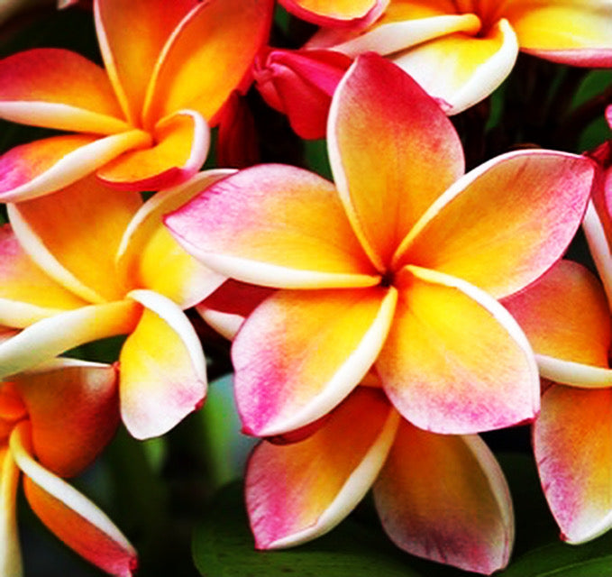 Plumeria